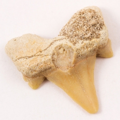 Ископаемые, Зубы акулы