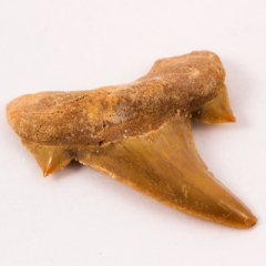 Ископаемые, Зубы акулы